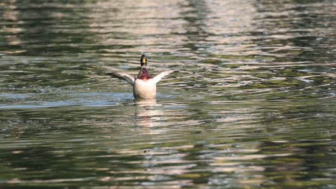 秋日暖阳下北海公园的绿头鸭展翅