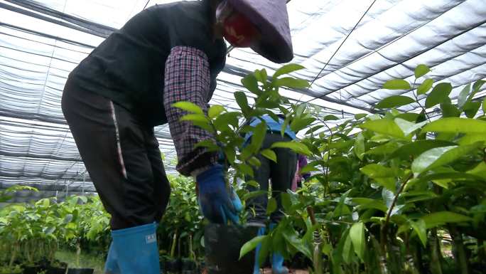 培育奇楠沉香苗木 沉香树苗 多角度拍摄