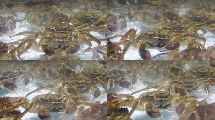 水里的鲜活大闸蟹螃蟹