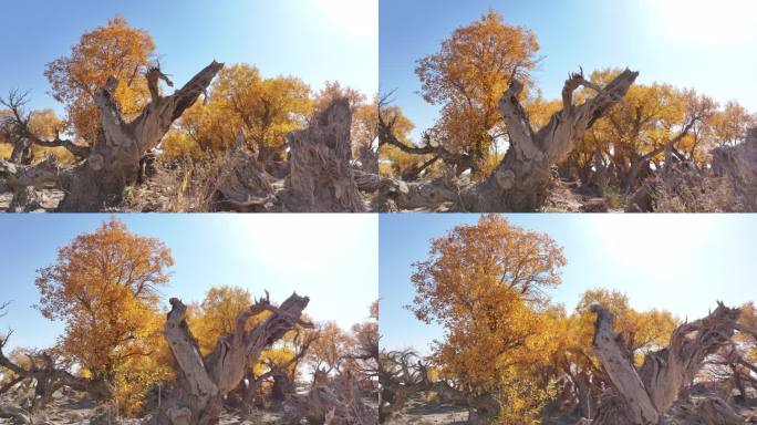 中国新疆哈密伊吾胡杨林生态园景区