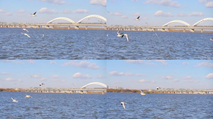 海鸥 江鸥翱翔在空中升格慢门鸟飞翔慢动作