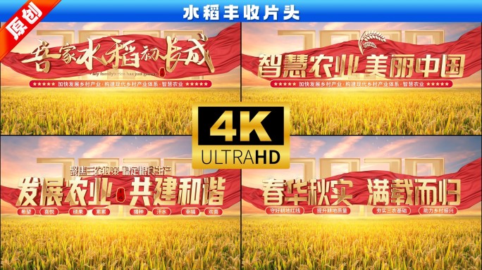 水稻丰收片头