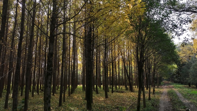 航拍陕西西安地标雁南公园夕阳秋天红枫叶
