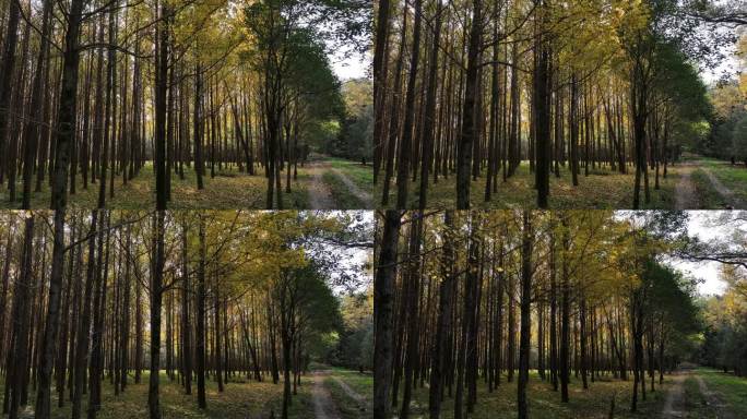 航拍陕西西安地标雁南公园夕阳秋天红枫叶