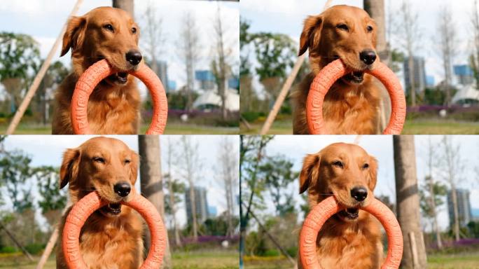 金毛犬玩耍的快乐瞬间 金毛犬与橙色玩具