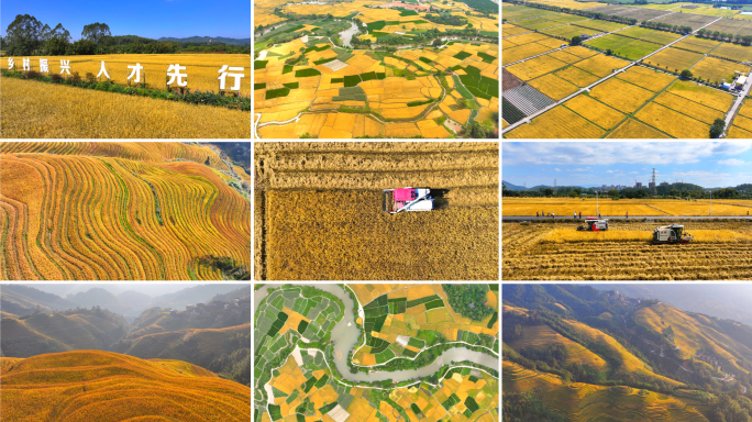 5K高清｜乡村振兴稻田收割秋收丰收_02