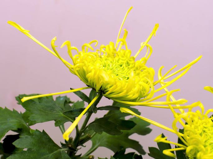 金丝菊花开延时花开过程