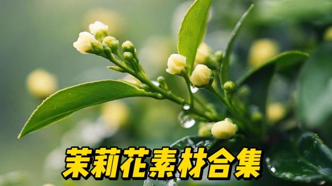 茉莉花素材