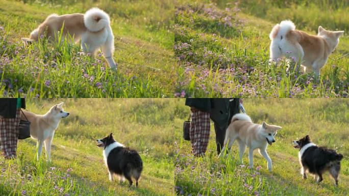 夕阳 小狗在草地上玩耍  边牧 柴犬