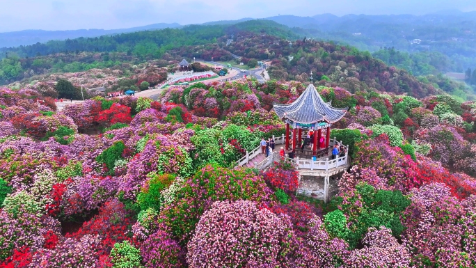 航拍贵州花海百里杜鹃金坡景区