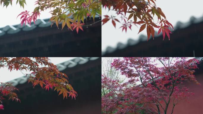 红枫秋雨冬雨