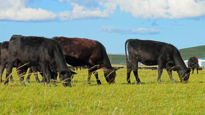 安格斯牛养殖基地A