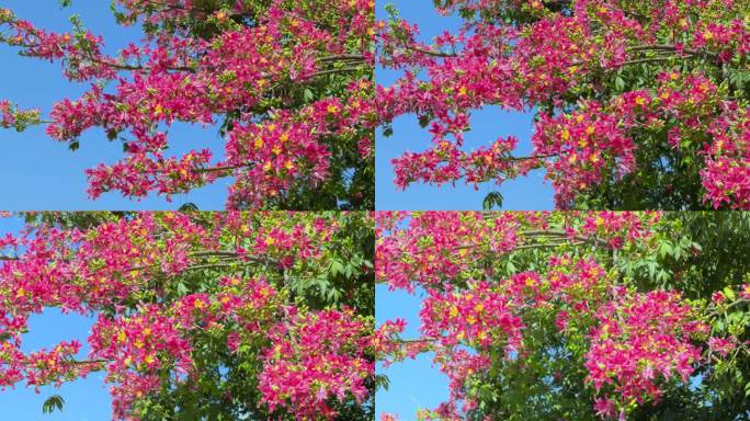 深圳异木棉花 粉红色异木棉花