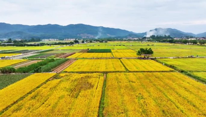 广州增城丝苗米稻田公园