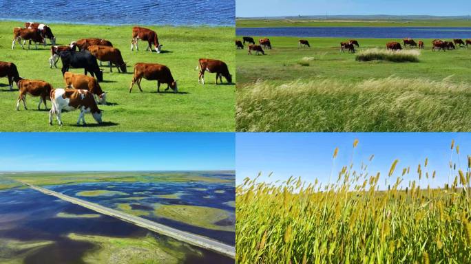 草原湿地牛群吃草B