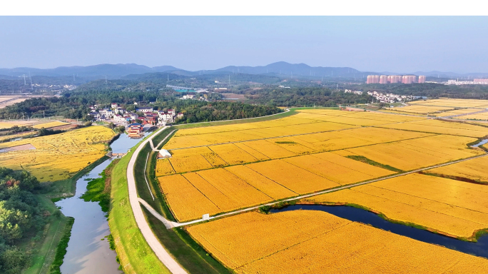 金色稻海与晶桥远景：溧水区笪村与张村航拍