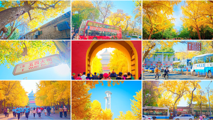 北京秋天景点银杏街道公园秋天合集