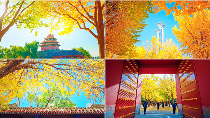 北京秋天景点银杏街道公园秋天合集