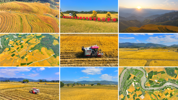 5K高清｜乡村振兴稻田收割秋收丰收_01