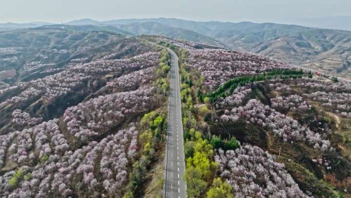 黄峁山山花（一）