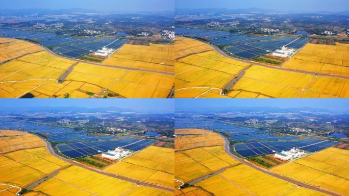 金色丰收与碧波蟹塘：溧水和凤镇的田园诗
