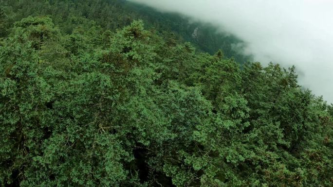 穿越丛林 森林大自然