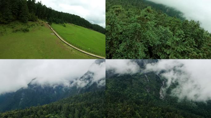 穿越丛林 森林大自然