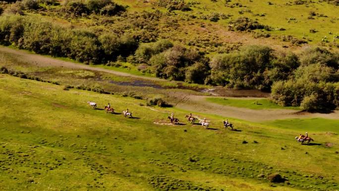 理塘八一赛马节奔驰在草原上的马群