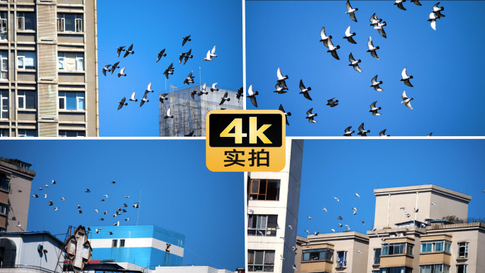 飞鸟城市天空鸽子空镜头意境