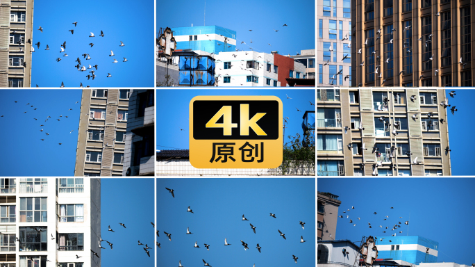 飞鸟城市天空鸽子空镜头意境