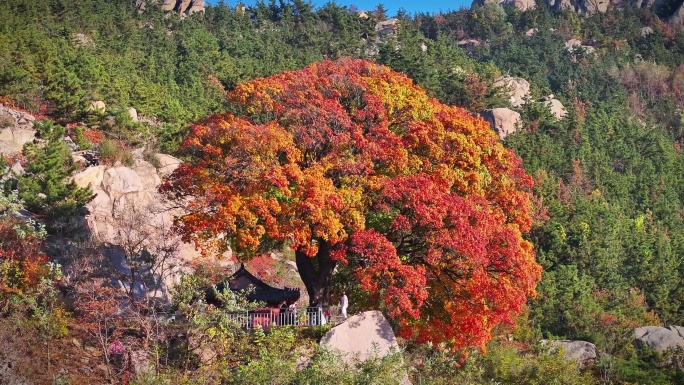 崂山神清宫