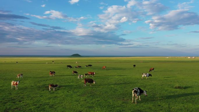 呼伦贝尔草原牛群