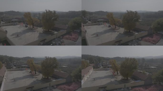 航拍威海市环翠区桥头镇观里东村百年银杏树