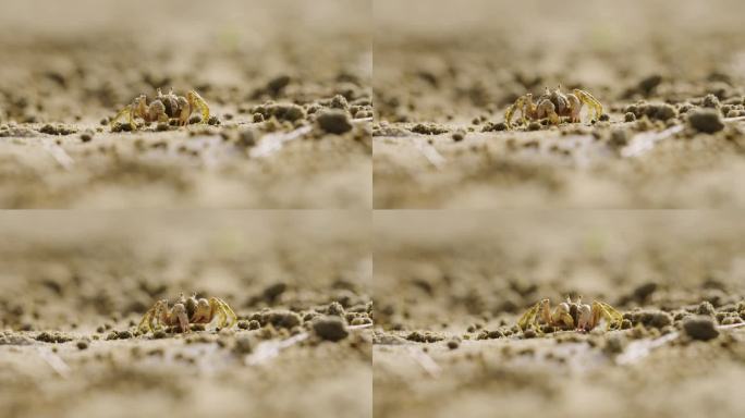 海滩小螃蟹 沙蟹 海边小动物