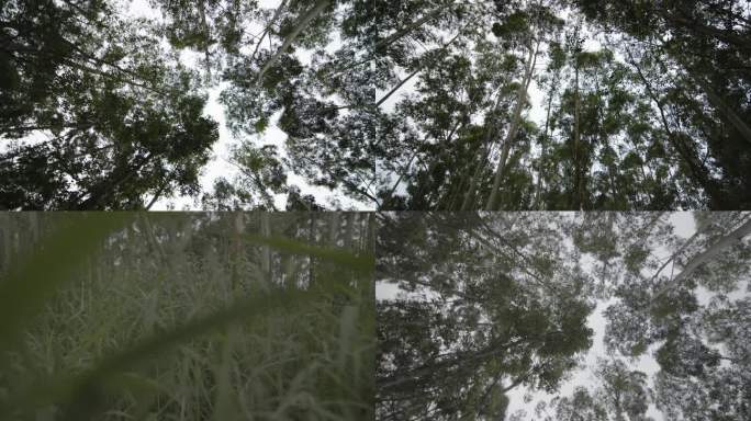 虚幻眩晕森林空境第一视角
