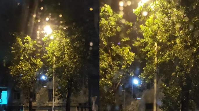 雨夜路灯下的绿化树