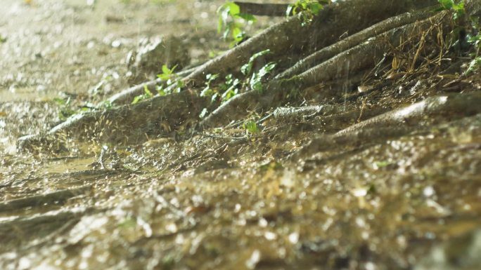雨天大榕树雨水拍打树根泥土泥泞根系顽强
