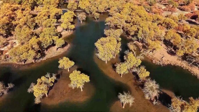 【4k】航拍西北内蒙额济纳水上胡杨林
