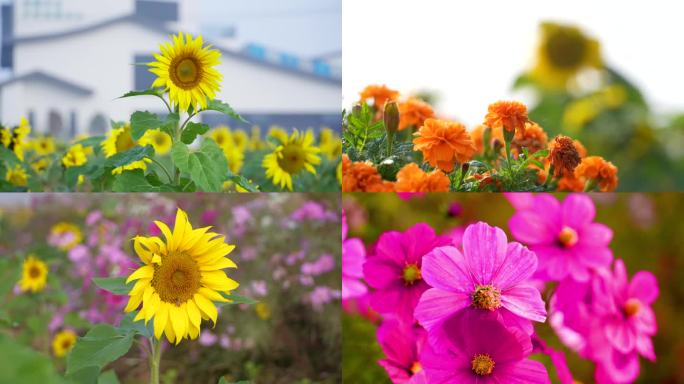 向日葵 格桑花