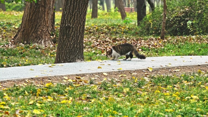 秋天地上的落叶和一只散步的小猫