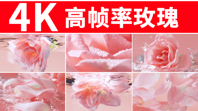 玫瑰 粉红色玫瑰花