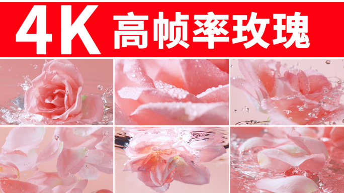 玫瑰花 玫瑰