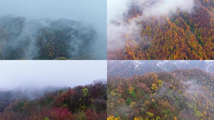 秦岭秋色云海