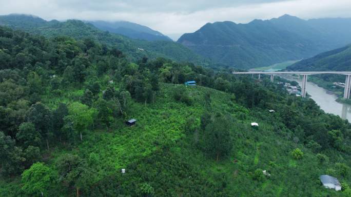 昔归茶 茶山航拍 冰岛茶 昔归 澜沧江