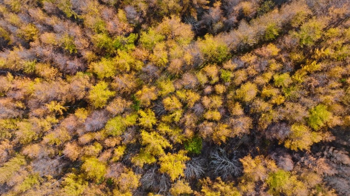 秦岭水杉