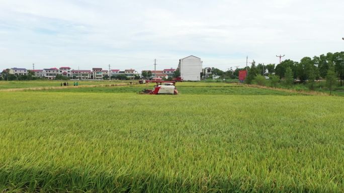 秋收时节水稻收割机收割水稻3
