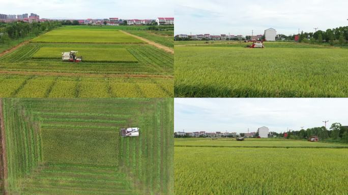 秋收时节水稻收割机收割水稻3