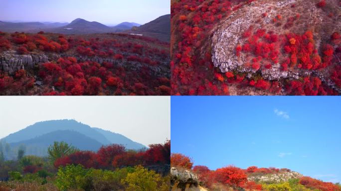 秋天的红叶 滕州虎山红叶谷