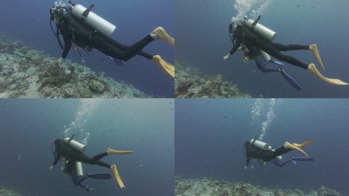 海洋潜水鲨鱼云群