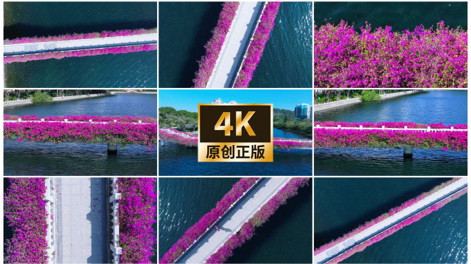 唯美三角梅春分鲜花春暖花开赏花季桥和花